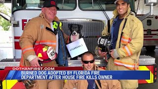 Burned dog survives house fire adopted by Florida fire department