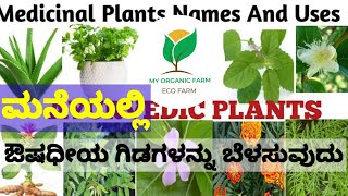 ಮನೆಯ ಹಿತ್ತಲಲ್ಲಿ ಬೆಳಸಬೇಕಾದ ಔಷಧೀಯ ಗಿಡಗಳು Medicinal plants