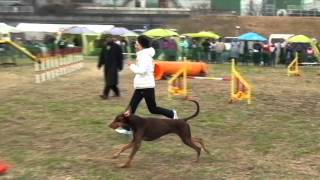 2015神奈川北スーパードッグトレーナーズクラブアジリティー競技会