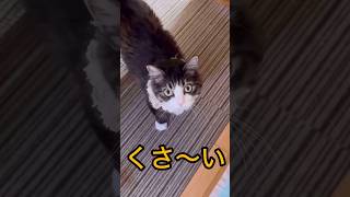 僕のお尻に近づくと…くさ〜い⁉︎可愛い猫Naochiyan smells ‼︎ cute cat