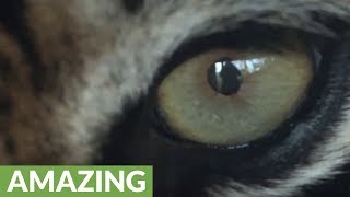 Close-up compilation of various animal eyes