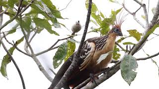 Hoatzin (Opisthocomus hoazin) Barba Azul Nature Reserve, Beni, Bolivia