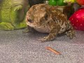 ヒキガエルさん達がパクパクお食事いたします❤️ベロが長すぎます👅 the toad eats.