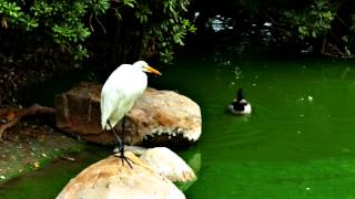 Birds at the VA shot with the Lumix dmc FZ1000