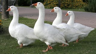 Embden Geese | Efficient Hardy Regal