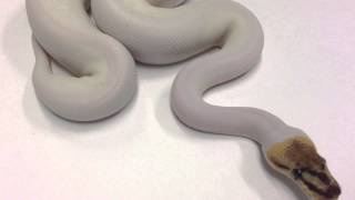 Morphs 101 - Advent Day 16 (Bumblebee Piebald)
