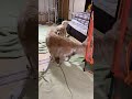 ドヤ顔 shorts 犬のいる暮らし わんちゃん