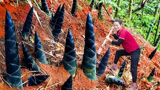 WOMEN travel hundreds of miles Harvesting BLACK BAMBOO SHOOTS goes to market sell - harvest and cook