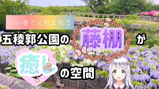 【五稜郭公園】いい香りに包まれる、五稜郭公園の藤棚が癒しの空間すぎた