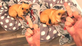 Angry Dog Hates Middle Finger Tiktok Challenge || WooGlobe Funnies