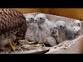 2020황조롱이육아15kestrel nesting15 막내 드디어 새다리를 먹다 the youngest finally eats a bird’s leg