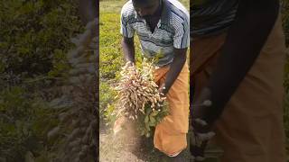 k1812 veraity Groundnut seeds Available 9659872530 6374 836 462