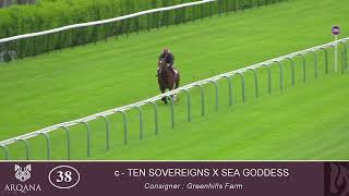 2023 Breeze Up - Lot 38 c. TEN SOVEREIGNS x SEA GODDESS