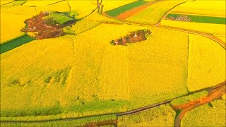 Lovely Landscape | Sea of ​​rape blossoms