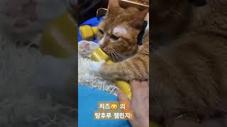 치즈🐱 의 탕후루 챌린지(feat.귀여움 주의) #고양이 #반려동물 #반려묘 #고양이영상 #탕후루챌린지 #cat #귀여운 #귀여워