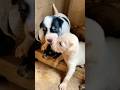 Baby puppy kissing #puppy #doglover #cute #animals #funny #doglove #dog #barking #love #shortvideo