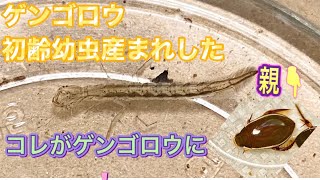 ［我が家の昆虫日記］ゲンゴロウの幼虫が出てきました！