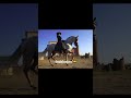 horses and their countrys fjordigang dressage equestrian horse horseedit horsejumping edit