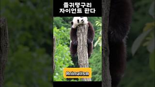 “졸귀탱구리 자이언트 판다“ #shorts #panda #푸바오 #자이언트판다 #gaintpanda #animals