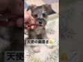 【生後2ヶ月半子犬】多頭飼いミニシュナぷりんちゃんの歯磨きガムデビュー【ミニチュアシュナウザー子犬】