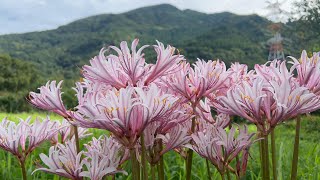 2022/09/02　彼岸花に似たピンクの花  夏水仙（ナツズイセン）　〜愛媛県大洲市〜