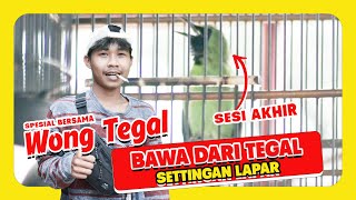 Cucak Ijo dari Tegal settingan LAPAR CUCAK IJO TEGAL rawatan cak ijo JAWA cucak ijo LAPAR  HoBi ID