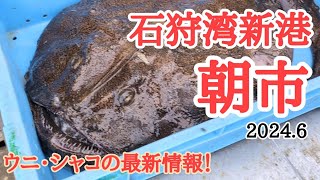 【北海道】石狩湾新港朝市🐟アンコウ解体ショー！シャコ•ウニの情報もお知らせ！