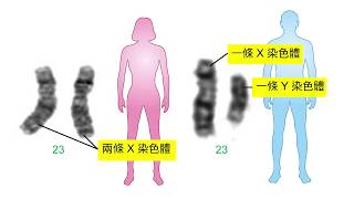 【新編基礎科學】第 4 課 |  細胞核內的 DNA