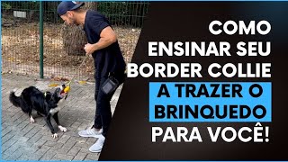 Como ensinar seu Border Collie a trazer o brinquedo para você | MEU BORDER 🐾