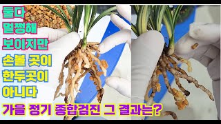 [361편]천비소. 천종 정기 종합검진 [식테크, 춘란, 풍란, 다육, 난테크]