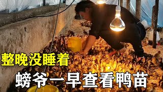 小鸭到家第一天，螃爷一晚没睡好，一大早赶往牛棚一探究竟！【螃爷Pang】