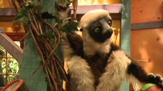 Zoboomafoo 116 - Coceira (Em Português)