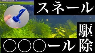 地下水槽のスネールを駆除します。オススメする方法はコレ。#アクアリウム　＃スネール駆除