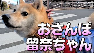 ☆柴犬の介助犬るな☆車イスは砂の上を走れないんですよ