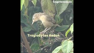 Troglodytes Aedon - Cucarachero Común - Southern House Wren #birdwatching #bogota #colombia