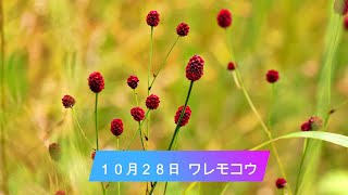 １０月２８日　（今日は何の日、脳トレ、今日の誕生花）