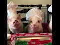 piglets in the kitchen viralhog