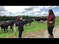 Part 2 With Emma McCormack - Grazing Infrastructure, Grassland Management and the Breeding Season