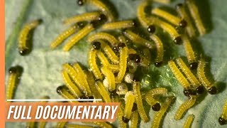 Evolution Unveiled: Dynamic Changes in Wildlife Across Landscapes | Full Documentary