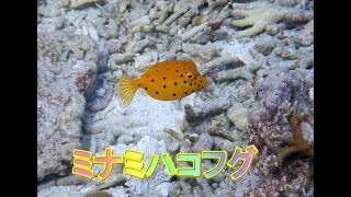 ミナミハコフグ　宮古島　シュノーケリング　2021.10.29