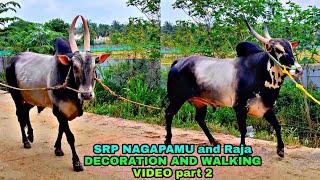 SRP NAGAPAMU and Raja DECORATION AND WALKING VIDEO @bulletrani8271