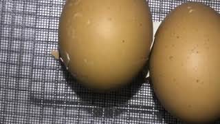 Chick Hatching From Egg Time Lapse