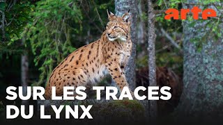 Lynx | ARTE Évasion