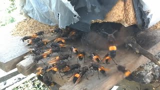 giant Asian hornet - Murder Hornet - hornet / Vespa tropica / asian giant hornet