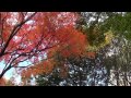 浜松城公園〔紅葉）2010.11.23 火