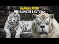 Harimau Putih: Antara Mistis dan Kutukan ~ Fakta Harimau Putih yang Mencengangkan