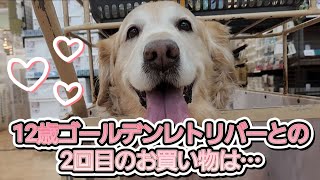 【永遠の12歳🤍笑顔の犬ベル🐶7】一緒のお買い物は幸せいっぱい💕