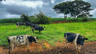 Poucas vacas de leite em dois hectares de pasto 640 litros dia