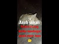 viral..‼️reaksi kucing ketika mendengar sound mesir kuno poetrakelanafulltime short