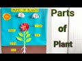 Parts of Plants/Plants of Plants 3D model/Parts of plant model for science project/Parts of plant